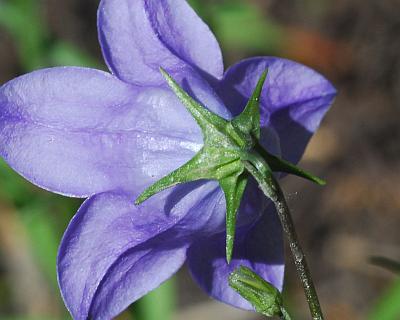 Campanula_rotundifolia_calyx2.jpg