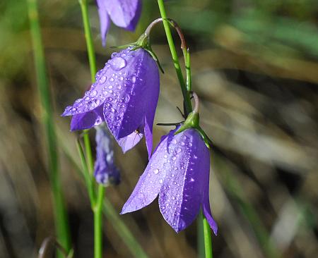 Campanula_rotundifolia_flowers.jpg