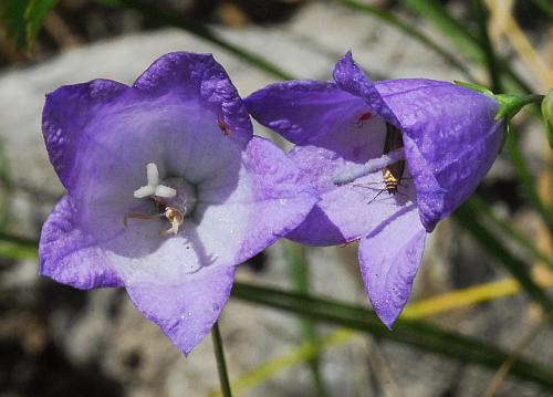 Campanula_rotundifolia_flowers2.jpg