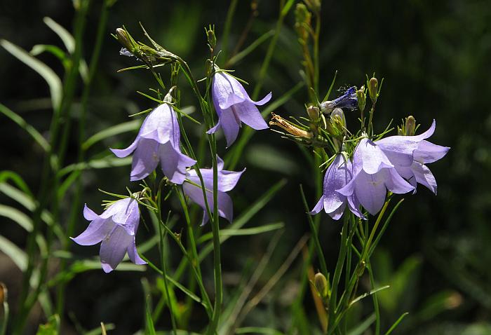 Campanula_rotundifolia_plant2.jpg