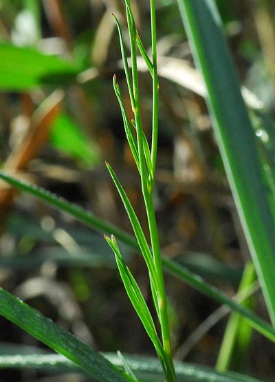 Campanula_rotundifolia_stem2.jpg