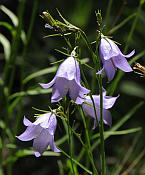 Campanula rotundifolia thumbnail