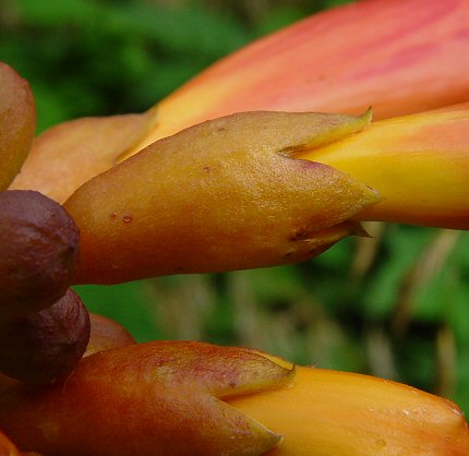 Campsis_radicans_calyx.jpg