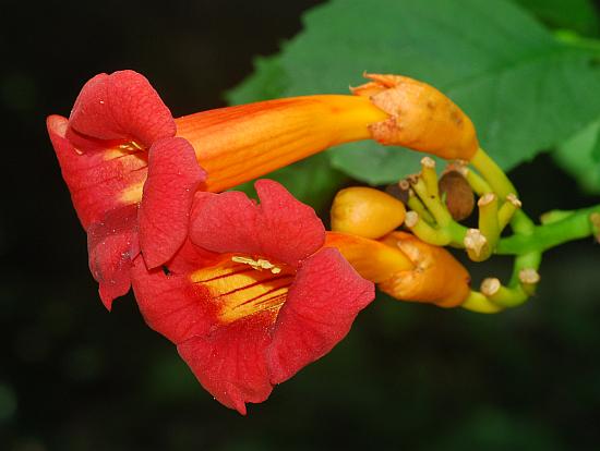 Campsis_radicans_flowers2.jpg