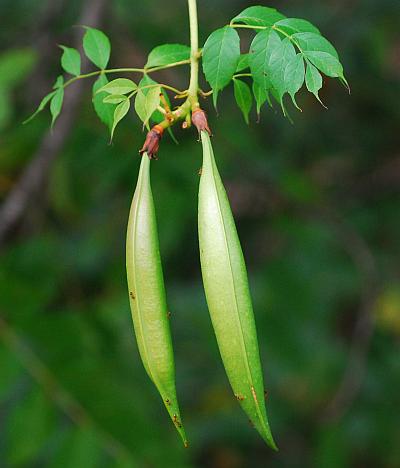 Campsis_radicans_fruits.jpg