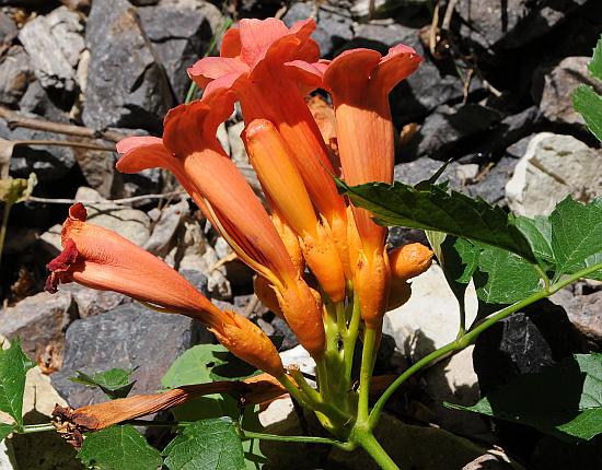 Campsis_radicans_inflorescence.jpg