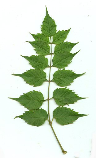 Campsis_radicans_leaf.jpg