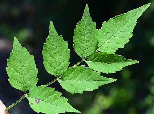 Campsis_radicans_leaf1.jpg