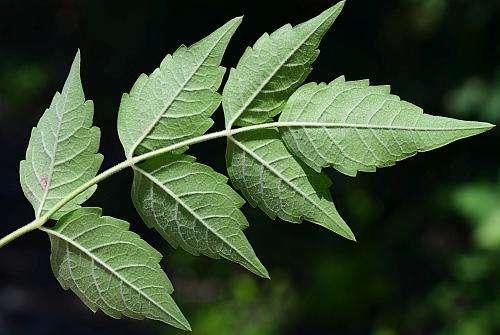 Campsis_radicans_leaf2.jpg