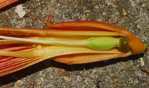 Campsis_radicans_ovary.jpg