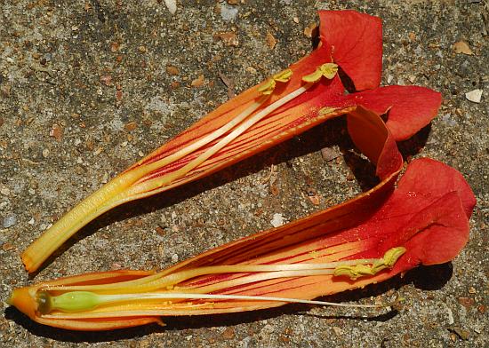 Campsis_radicans_pistil.jpg