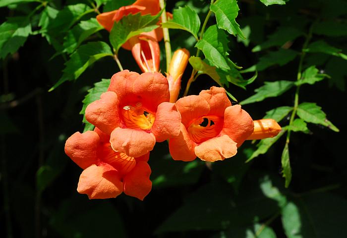 Campsis_radicans_plant2.jpg