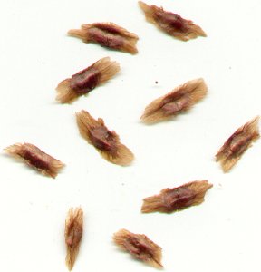 Campsis_radicans_seeds.jpg