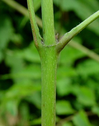 Campsis_radicans_stem.jpg