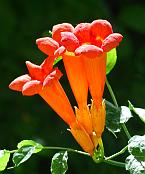 Campsis radicans thumbnail