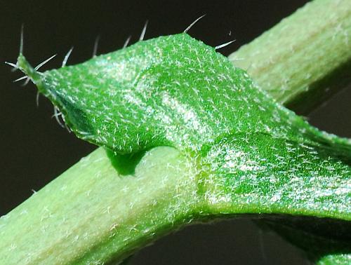 Capsella_bursa-pastoris_auricle.jpg