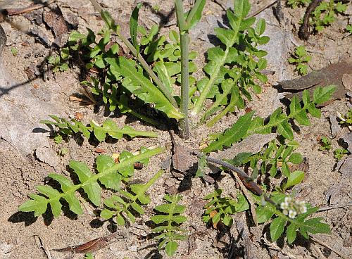 Capsella_bursa-pastoris_basals2.jpg