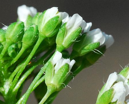 Capsella_bursa-pastoris_calyces.jpg