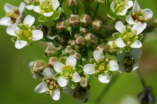 Capsella_bursa-pastoris_flowers.jpg