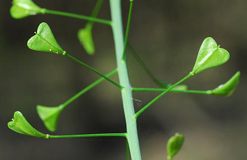 Capsella_bursa-pastoris_fruits.jpg