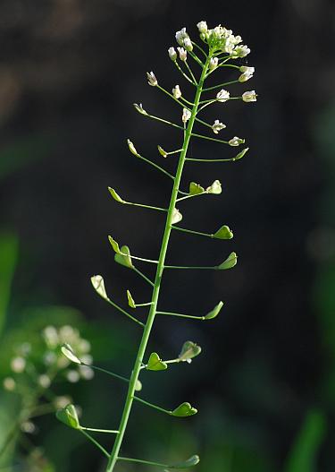 Capsella_bursa-pastoris_inflorescence2.jpg