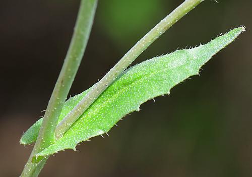 Capsella_bursa-pastoris_leaf1.jpg