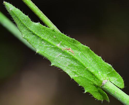 Capsella_bursa-pastoris_leaf2.jpg