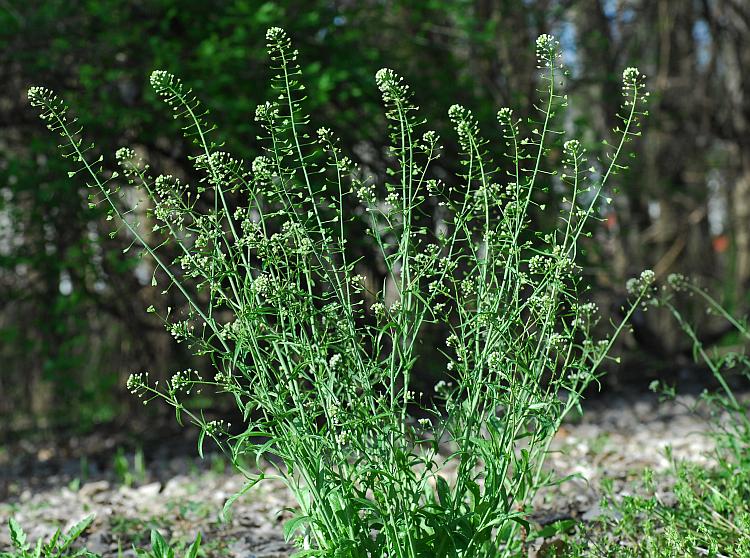 Capsella_bursa-pastoris_plant2.jpg