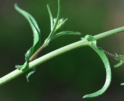 Capsella_bursa-pastoris_stem.jpg