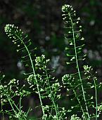 Capsella bursa-pastoris thumbnail