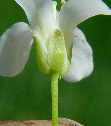 Cardamine_bulbosa_calyx.jpg