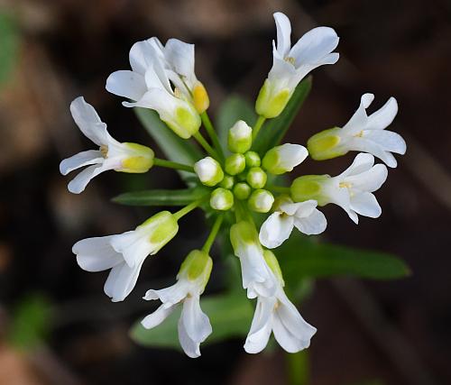 Cardamine_bulbosa_flowers.jpg