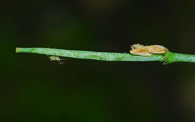 Cardamine_bulbosa_fruit2.jpg