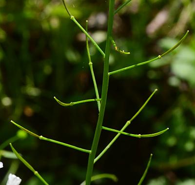 Cardamine_bulbosa_fruits.jpg