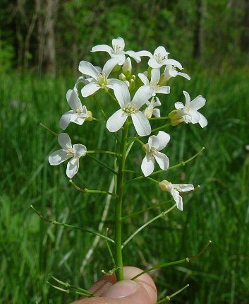 Cardamine_bulbosa_inflorescence.jpg