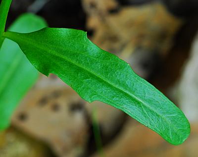 Cardamine_bulbosa_leaf1.jpg