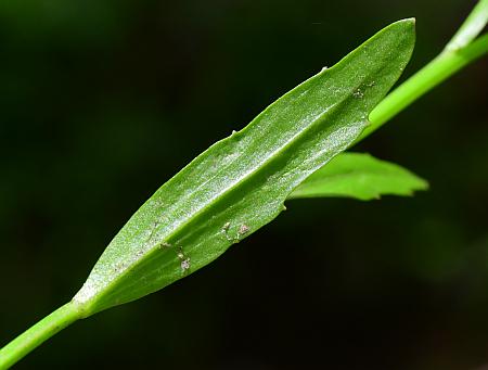 Cardamine_bulbosa_leaf2.jpg