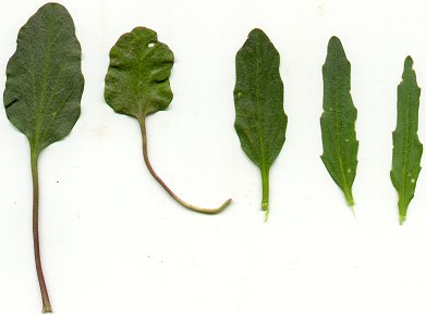 Cardamine_bulbosa_leaves.jpg