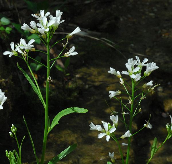 Cardamine_bulbosa_plant.jpg