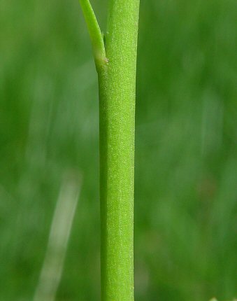 Cardamine_bulbosa_stem.jpg