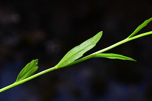 Cardamine_bulbosa_stem2.jpg