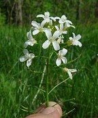 Cardamine bulbosa thumbnail