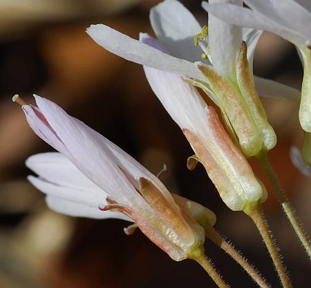 Cardamine_concatenata_calyces.jpg