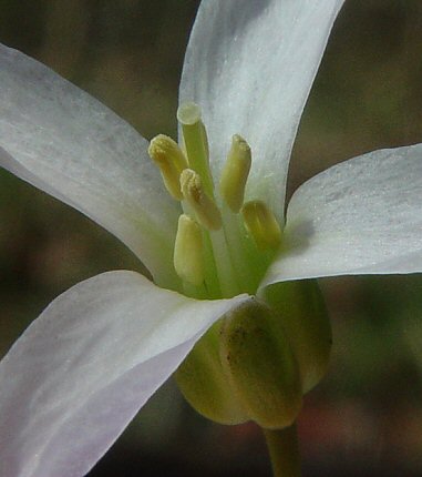 Cardamine_concatenata_flower2.jpg