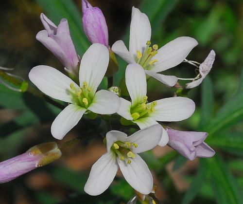 Cardamine_concatenata_flowers.jpg