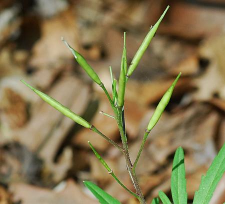 Cardamine_concatenata_fruits.jpg