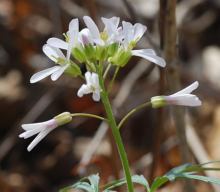 Cardamine_concatenata_inflorescence2.jpg