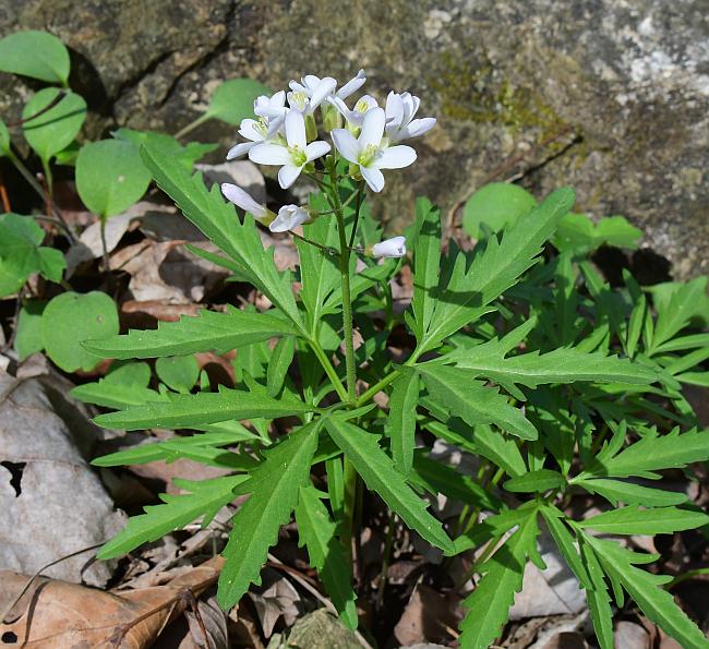 Cardamine_concatenata_plant.jpg