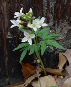 Cardamine concatenata thumbnail