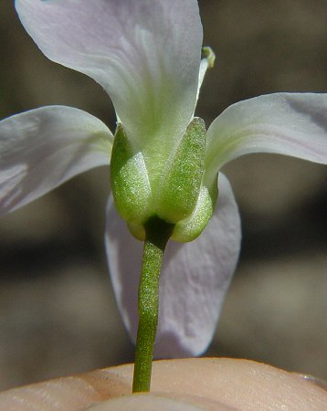 Cardamine_douglassii_calyx.jpg